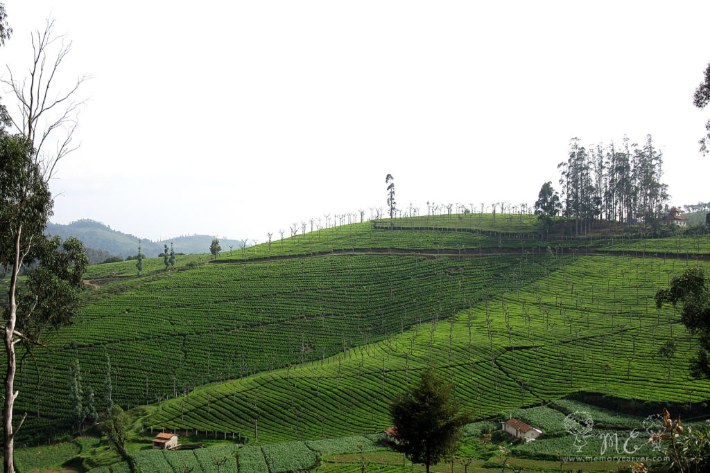 Ooty tea plantations - top things to do in ooty