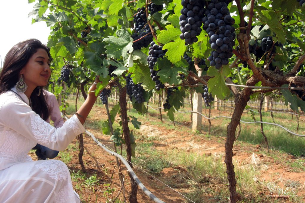 grover zampa best time to see grapes