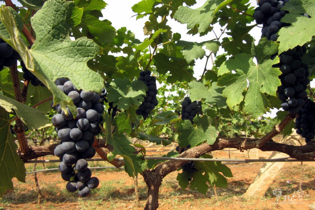 Grover Zampa vineyard Grapes - 1