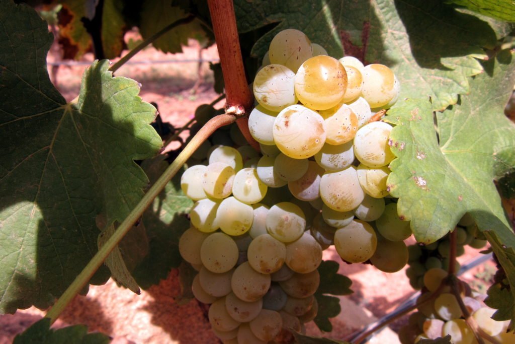 grover zampa vineyards grapes - 2