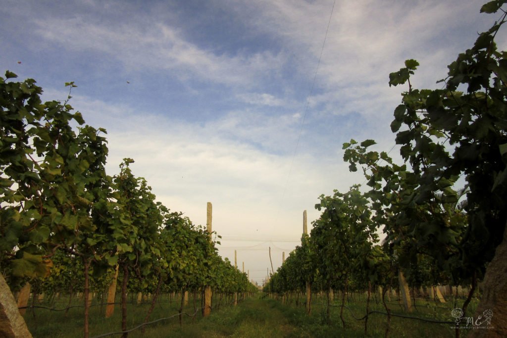 grover zampa vineyard - 3