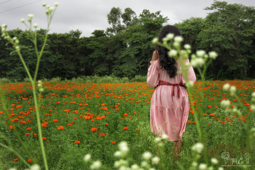 marigold field near bangalore in hassan
