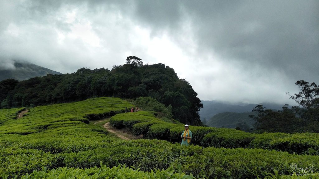 Munnar neelakurinji trek - amidst tea plantations