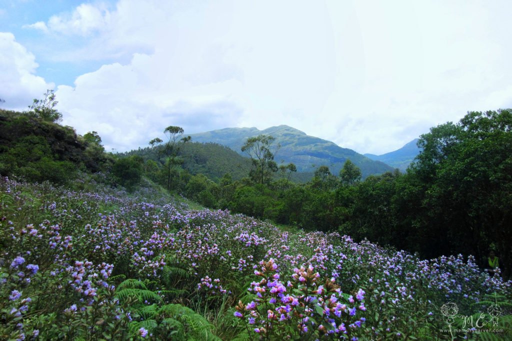 Neelakurinji bloom 2018 - Eravikulam national park