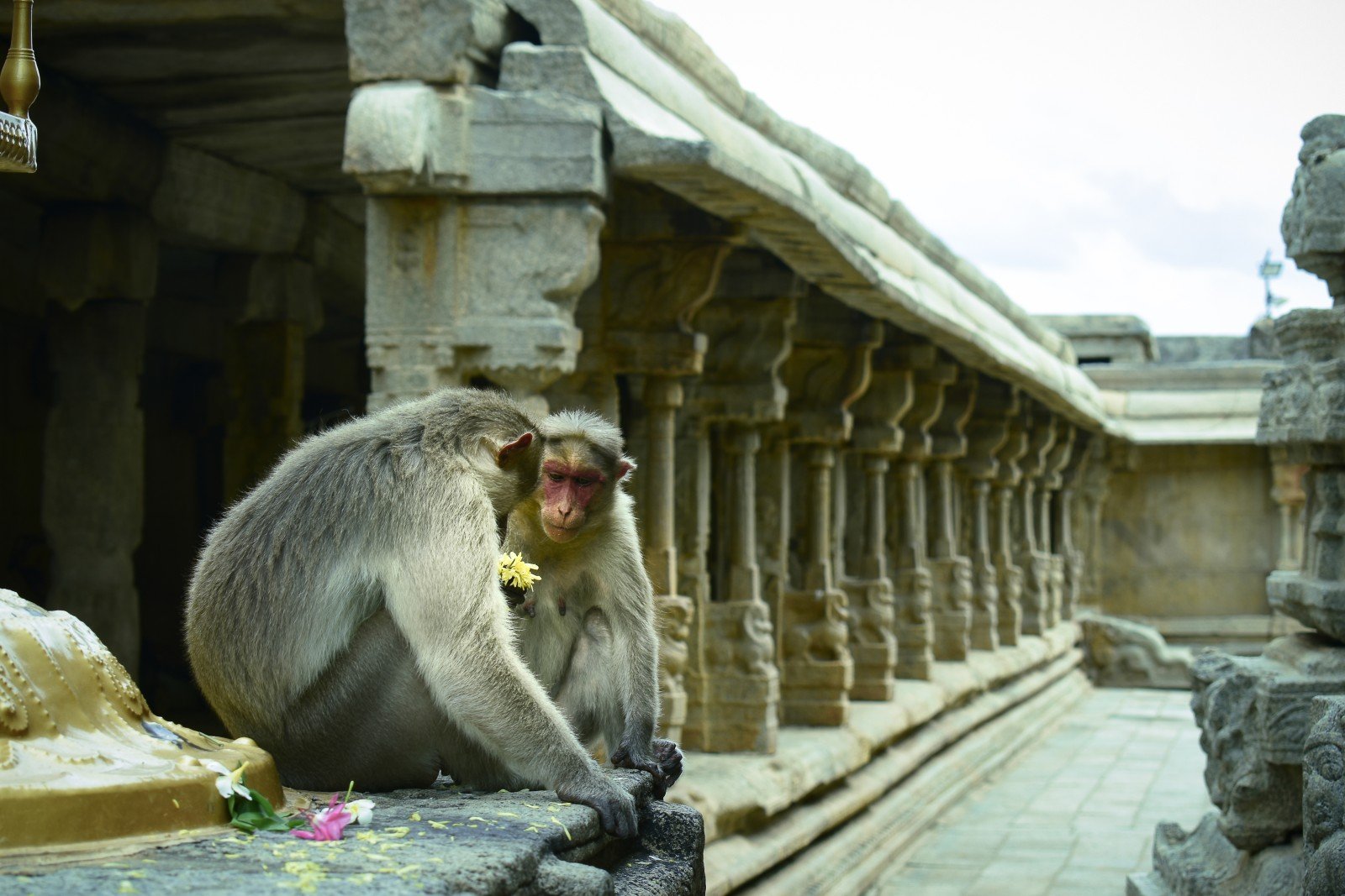 monkeys at lepakshi veerabhadra temple